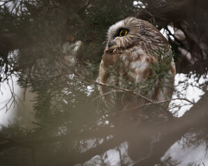 A saw-whet owl looks around from its perch in a dense grove of cedar trees.