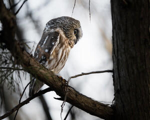 A saw-whet owl looks down at the ground from its perch at sunset. 