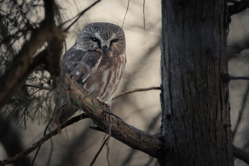 A northern saw-whet owl perched deep in the forest with the last glow of sunset in the background. 