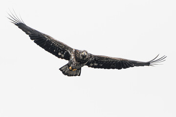 A juvenile bald eagle spreads its wings as it glides through the air.