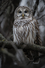 A barred owl perches silently on a mossy branch, its deep eyes scanning the forest in the muted winter light.