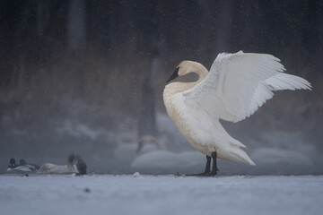 A trumpeter swan flaps its wings perched on the edge of an icy lake during a snowstorm. 