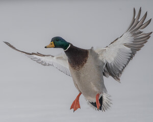 A mallard drake descends gracefully, wings stretched and feet extended for landing.