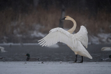 A trumpeter swan stretches its wings on a frozen lake surrounded by soft falling snow.