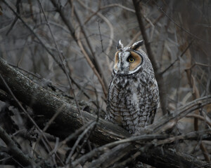 An alert long-eared owl perched in a tangle of branches in the forest. 