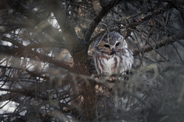 A saw-whet owl roosting against the trunk of a pine tree. 