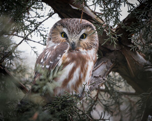 A saw-whet owl opens its eyes and looks out from its perch in a pine tree.