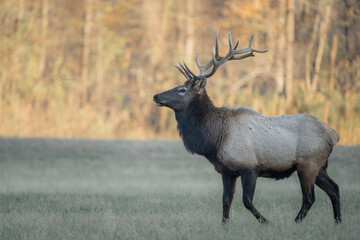 A large bull elk walks through a meadow as the sunset lights up the trees in the background.