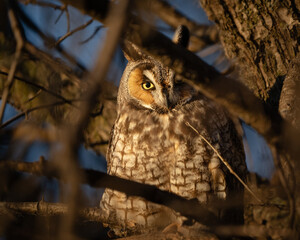 Sunrise catches a long-eared owl tucked into the branches of a tree.