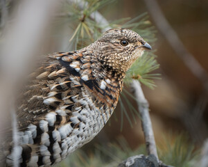 A portrait of a ruffed grouse.