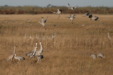 A group of sandhill cranes arches their necks with grace as more cranes descend in the background, filling the wetland with motion and life.