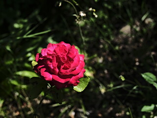 valentine rose and green background