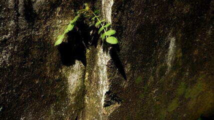 long natural background, The image captures the concept of resilience and persistence of nature in challenging environments. © Fahsop