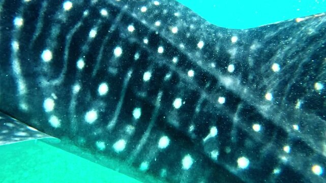 Detailed underwater view of a whale shark head and dotted skin near Oslob, Cebu Close-up of whale shark head and skin in Oslob, Cebu, Philippines