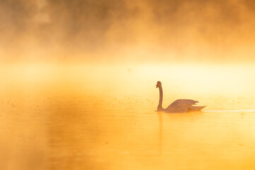 Mute swan in golden autumn mist over lake, backlit