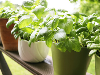 Fresh basil plant growing in pot	