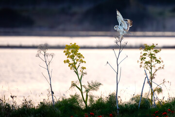 Long-eared owl balancing on dried giant fennel in wetland