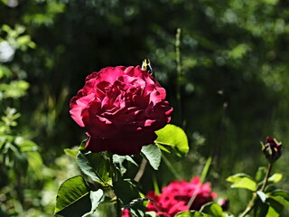 valentine rose and green background