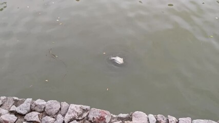 Fish is floating in the water. The water is murky and the fish is dead. Concept of sadness and loss