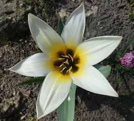Spring flowering in the garden. All flowers. Colorful landscape