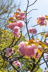 Close-up of vibrant pink cherry blossoms blooming on tree branches under a bright spring sky