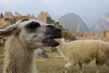 llhamas at machu picchu peru 