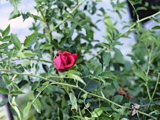 valentine rose and green background
