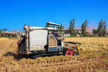 Rice harvesting machine working in the field