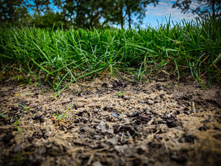 sod showing signs of establishment weeks after install, contrasted with bare sandy soil where none was placed. landscaping design element.