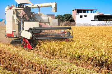 Rice harvesting machine working in the field