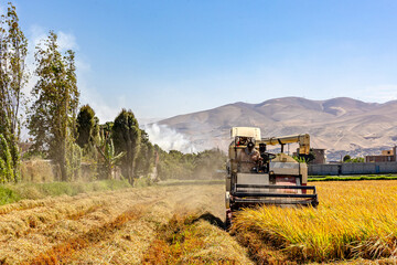 Rice harvesting machine working in the field