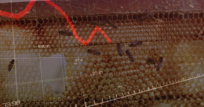 Honeycomb hosting bees when red line graph overlay appearing rising and dipping showing hive data