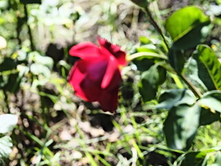 valentine rose and green background