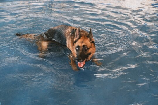 dog in water