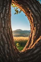 Fototapeta premium Golden wheat field viewed through a tree trunk opening at sunset