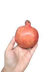 Hand gently holding a ripe red pomegranate, isolated on a transparent background. The vibrant fruit...