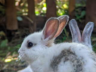 Fototapeta premium A white rabbit with grey spots and long, pink-lined ears looks to the left, with another rabbit's ears visible behind.