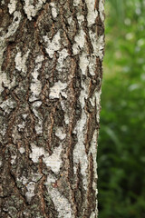 Birch trunk close-up. Birch bark. Tree. Natural summer plant background. Park. Tree trunk fragment....