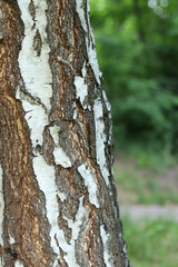 Birch trunk close-up. Birch bark. Tree. Natural summer plant background. Park. Tree trunk fragment....