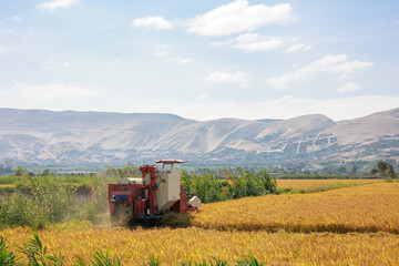 Rice harvesting machine working in the field