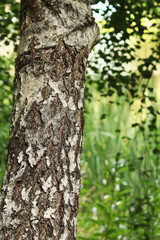 Birch trunk close-up. Birch bark. Tree. Natural summer plant background. Park. Tree trunk fragment. Nature in summer