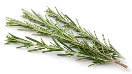 Fototapeta premium rosemary isolated on white