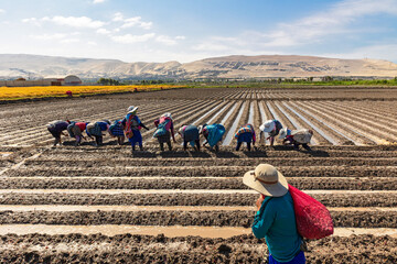 Agricultural workers sowing onion in the crop field