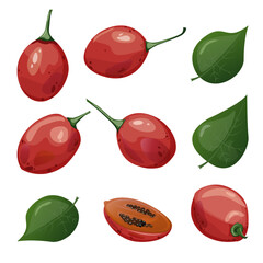 Tamarillo. Exotic tropical tomato tree fruit. For food blogs or recipe websites, packaging, catalogs or educational posters, menus, printables and teaching materials