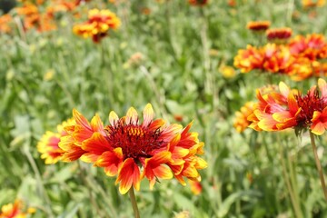 Gaillardia aristata red yellow flower in bloom,	
