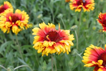 Gaillardia aristata red yellow flower in bloom,	
