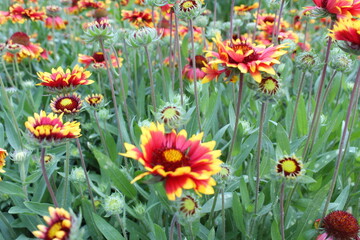 Gaillardia aristata red yellow flower in bloom,