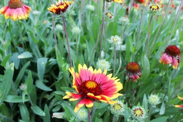 Gaillardia aristata red yellow flower in bloom,	
