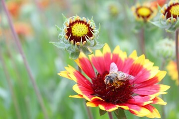bee on flower, Gaillardia aristata red yellow flower in bloom,	
