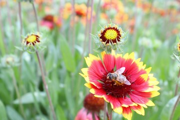 bee on a flower, Gaillardia aristata red yellow flower in bloom,	
